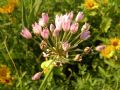 Allium angulosum